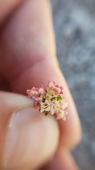 Chaenactis nevadensis