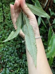 Quercus gilva