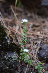 Oxylobus arbutifolius