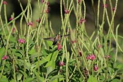 Heliomaster longirostris