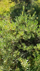 Salix orestera