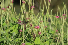 Heliomaster longirostris