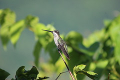 Heliomaster longirostris