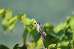 Heliomaster longirostris