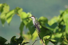 Heliomaster longirostris