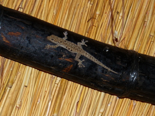 Lygodactylus stevensoni