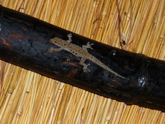 Lygodactylus stevensoni