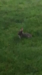 Sylvilagus floridanus