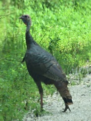 Meleagris gallopavo osceola