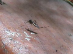 Culiseta incidens