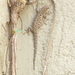 Lygodactylus stevensoni - Photo no hay derechos reservados, subido por Simon Tonge