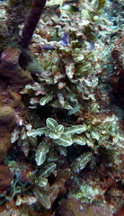 Sargassum hystrix