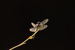 Libellula axilena