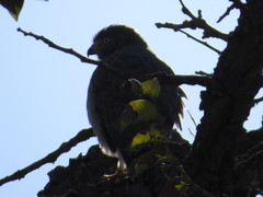 Rupornis magnirostris