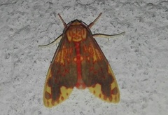 Scaptius sanguistrigata