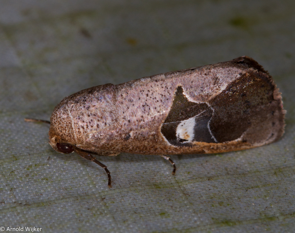 Westermannia albiorbis