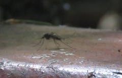 Culiseta incidens