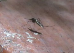 Culiseta incidens