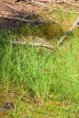 Carex arcta