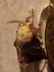 Malacosoma americana