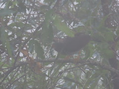 Micrastur ruficollis