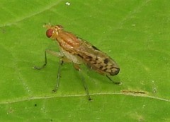 Tetanocera clara