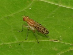 Tetanocera clara
