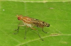 Tetanocera clara