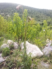 Brickellia monocephala