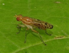 Tetanocera clara