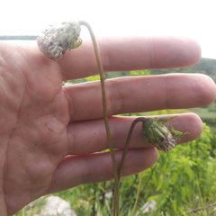 Brickellia monocephala