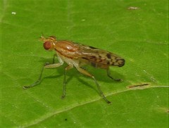 Tetanocera clara