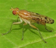 Tetanocera clara