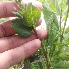 Brickellia monocephala