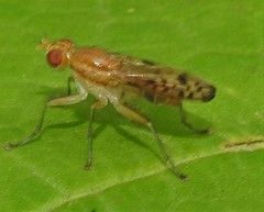 Tetanocera clara