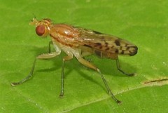 Tetanocera clara