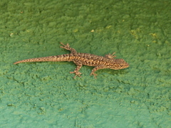 Lygodactylus stevensoni