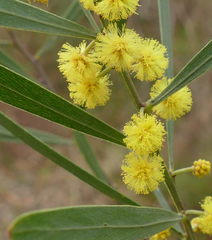Acacia stricta