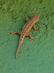 Lygodactylus stevensoni