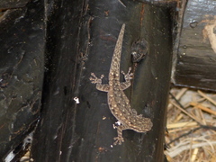 Lygodactylus stevensoni