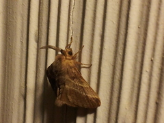 Malacosoma americana