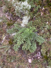 Packera millefolium