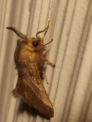 Malacosoma americana