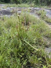 Sarracenia jonesii