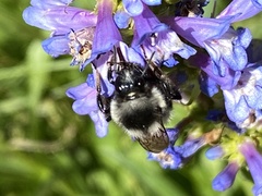 Bombus vancouverensis
