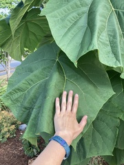 Paulownia tomentosa