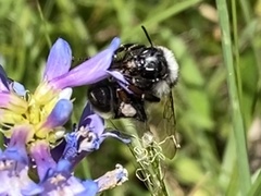Bombus vancouverensis