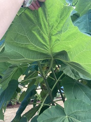 Paulownia tomentosa