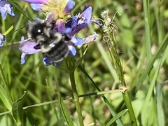 Bombus vancouverensis