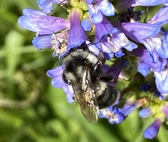 Bombus vancouverensis